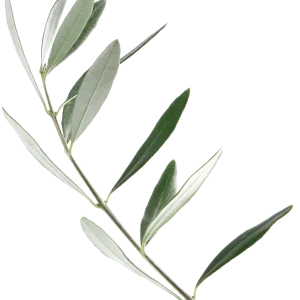 vetvicka